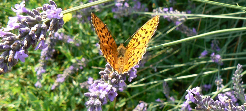 Schmetterling sitzt auf Lavendel