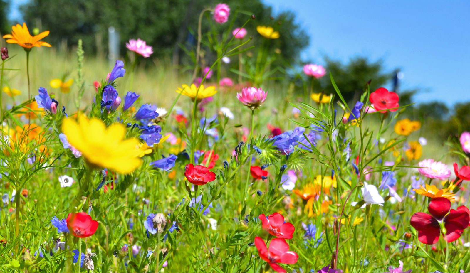 Blumenwiese im Wanderparadies Baiersbronn